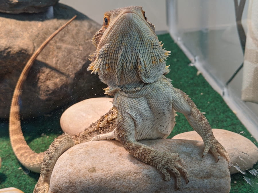 A picture of a bearded dragon leaning on a rock as though it was Lucy from Peanuts waiting for people at a booth.